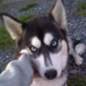 Meet your Posher, Calista